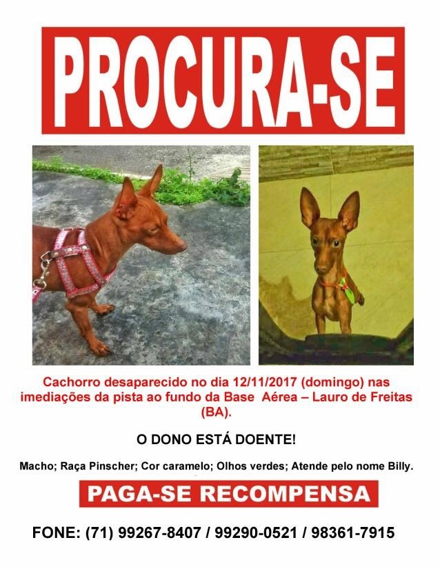 Cachorro Billy desapareceu na regiA?o da Base AA�rea, em Lauro de Freitas (Foto: DivulgaA�A?o)